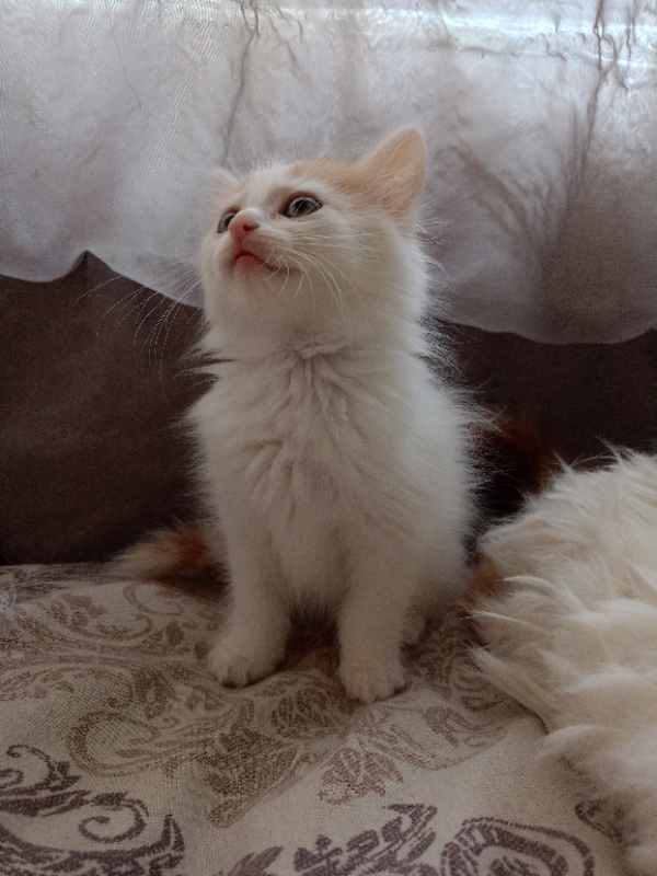 Продаются котята  Ванской породы.