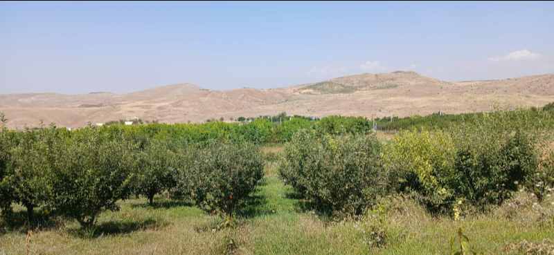 Տնամերձ պտղատու այգի