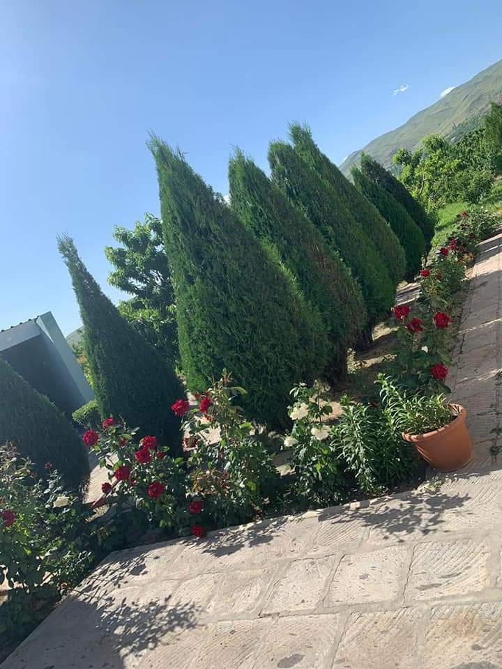 Այգու կանաչապատում, դեկորատիվ ծառեր, դեկորատիվ բույսեր, դեկորատիվ բույսերի վաճառք, տնկում, խնամք